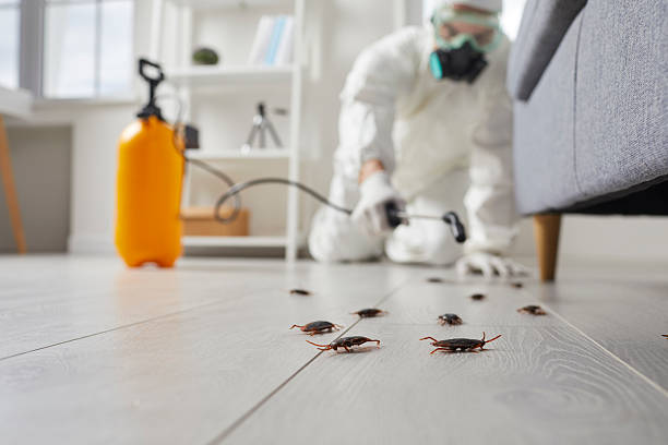 Trusted Rodent Control service in Rapids, NY - Nex Pest Control